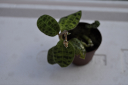 アクアプランツ紅蜂 ジュエルオーキッド花芽付 観葉植物 売買されたオークション情報 Yahooの商品情報をアーカイブ公開 オークファン Aucfan Com