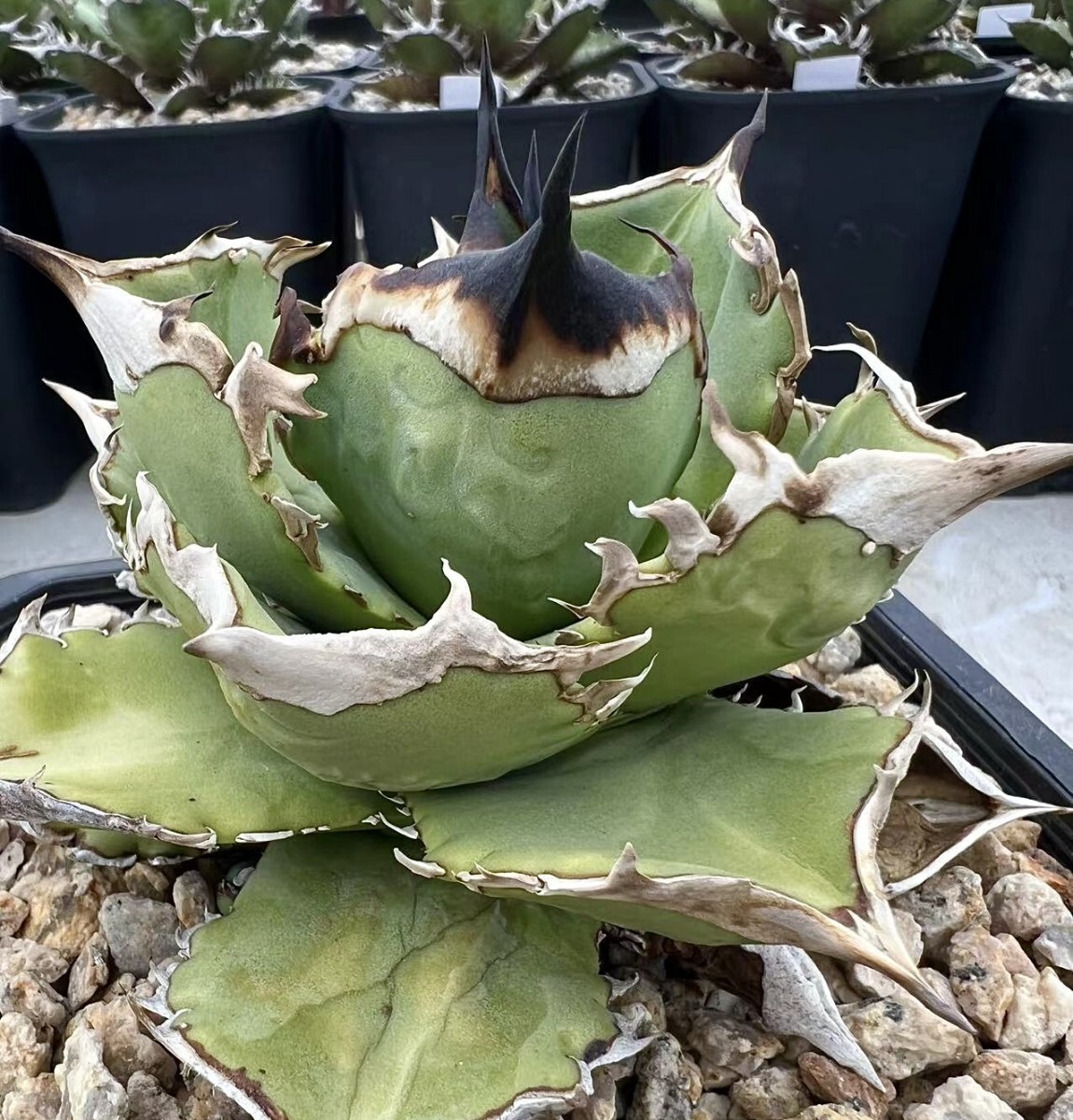 Lj_plants】W275 新種の先発です アガベ チタノタ 遁甲勇士 強棘 大甲