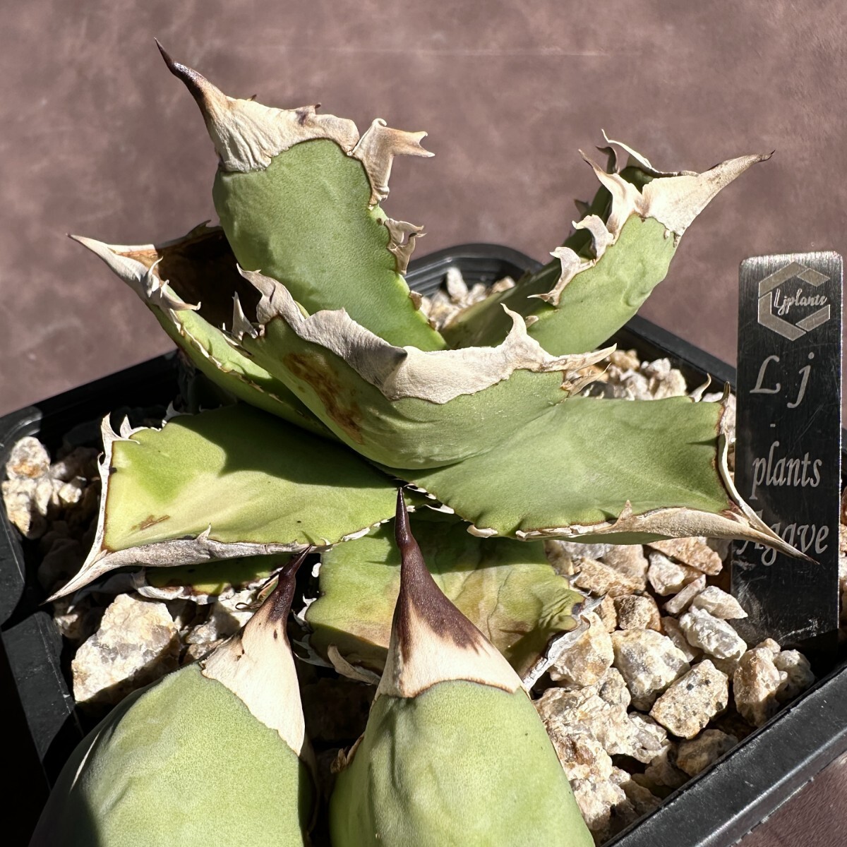 Lj_plants】W275 新種の先発です アガベ チタノタ 遁甲勇士 強棘 大甲