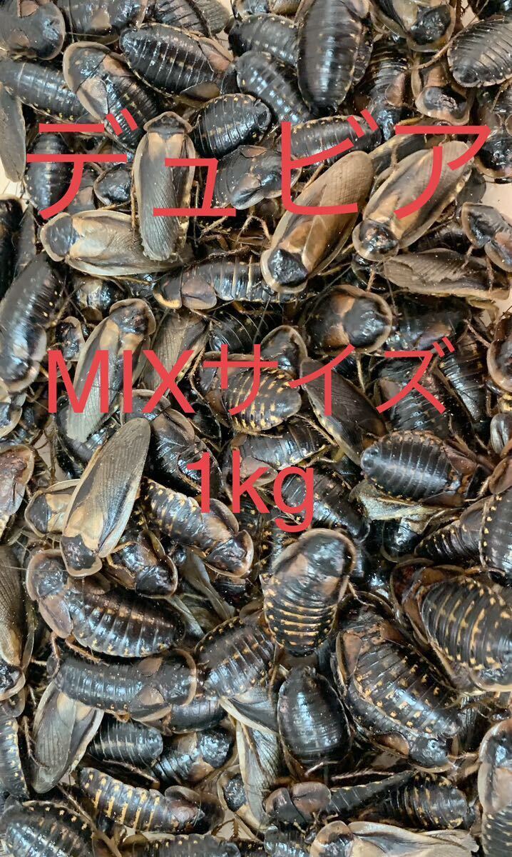 デュビアMIXサイズ 1Kg　アロワナ 爬虫類 トカゲ ヤモリ 両生類 カエル サラマンダー などの餌_1