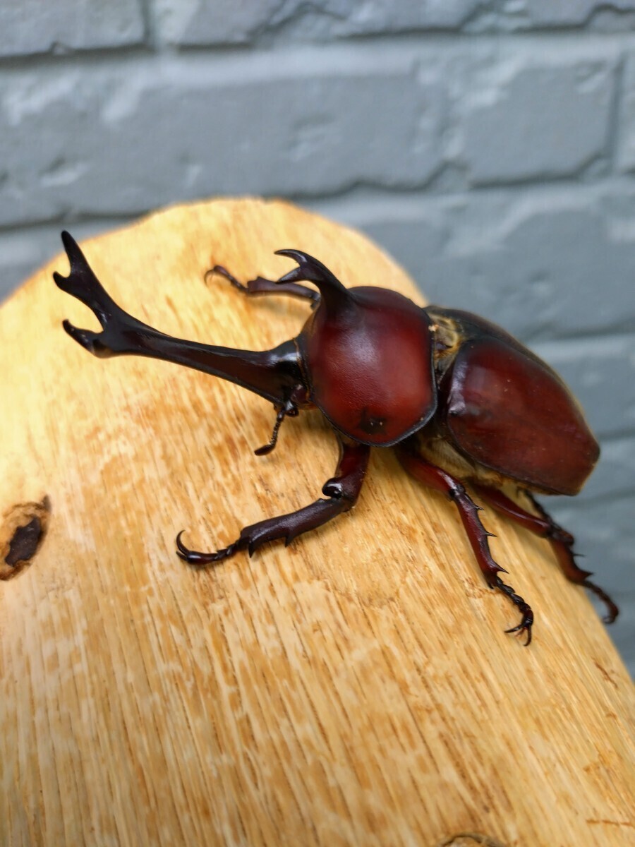 国産カブトムシ 幼虫（初2令）8頭【江田島 レッドボディ・レッドアイ】 その② 江田島産RR (管理No.1)_1