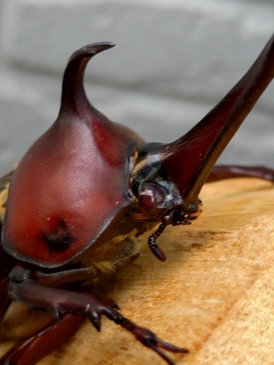 国産カブトムシ 幼虫（初2令）8頭【江田島 レッドボディ・レッドアイ】 その② 江田島産RR (管理No.1)_2