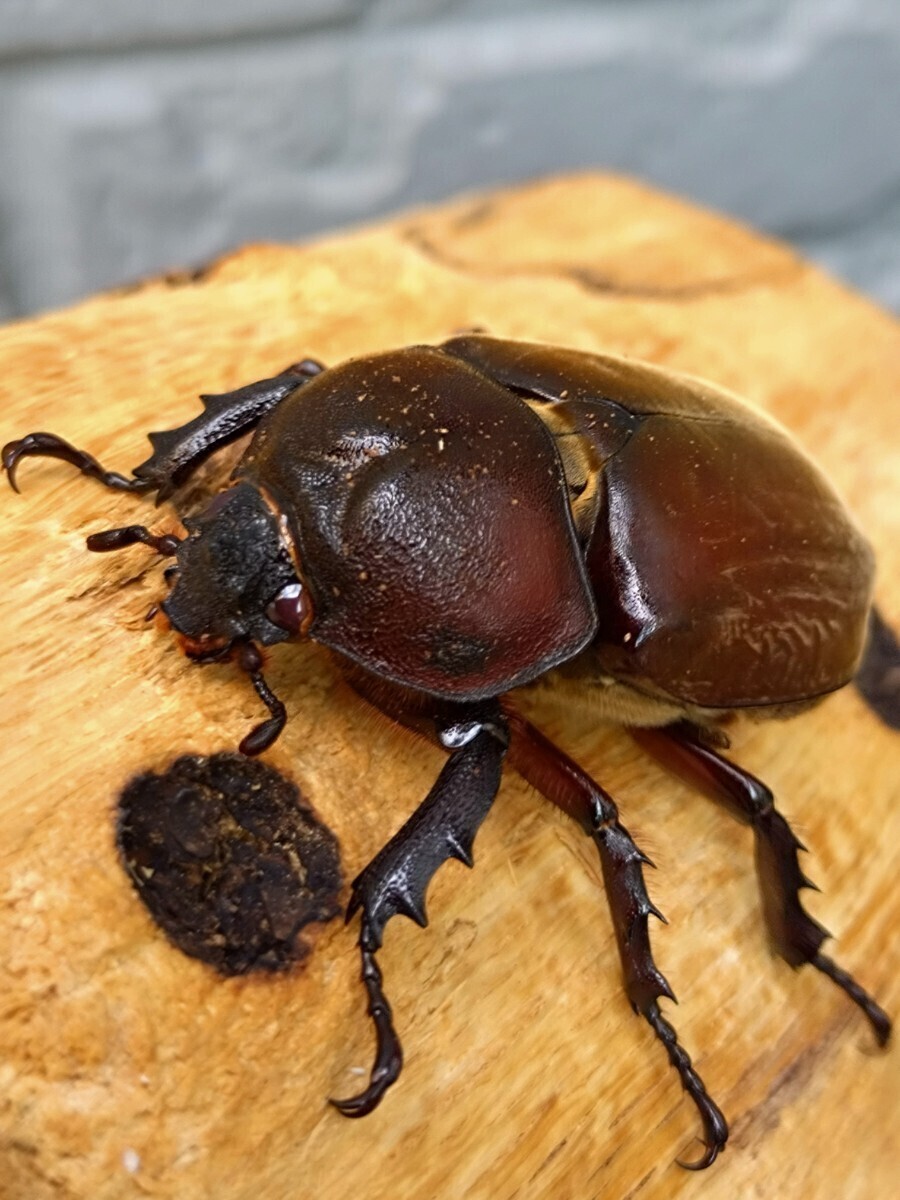 国産カブトムシ 幼虫（初2令）8頭【江田島 レッドボディ・レッドアイ】 その② 江田島産RR (管理No.1)_3