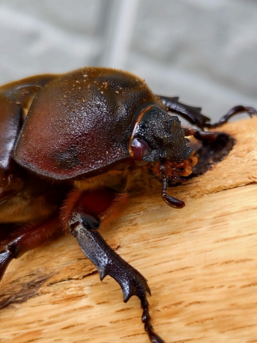 国産カブトムシ 幼虫（初2令）8頭【江田島 レッドボディ・レッドアイ】 その② 江田島産RR (管理No.1)_4