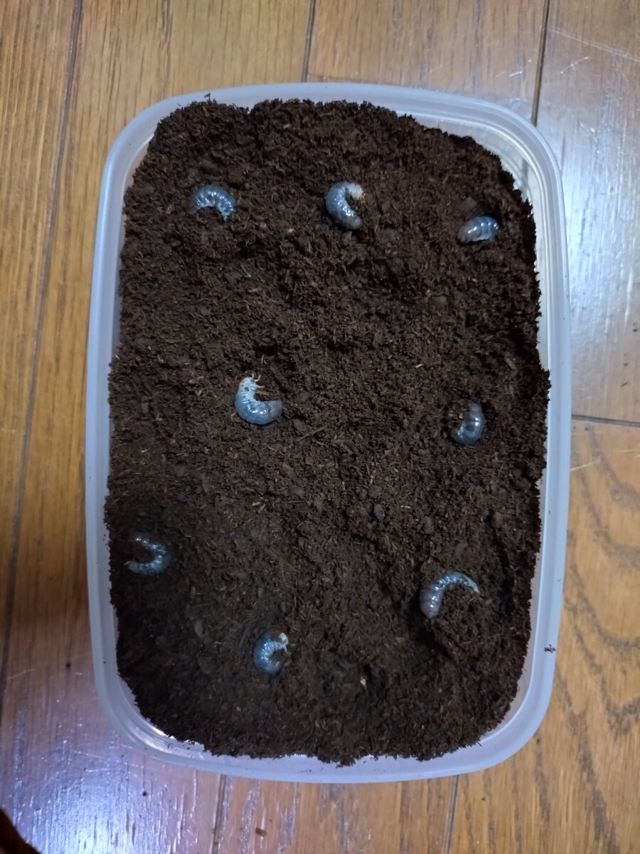 国産カブトムシ 幼虫（初2令）8頭【江田島 レッドボディ・レッドアイ】 その② 江田島産RR (管理No.1)_6