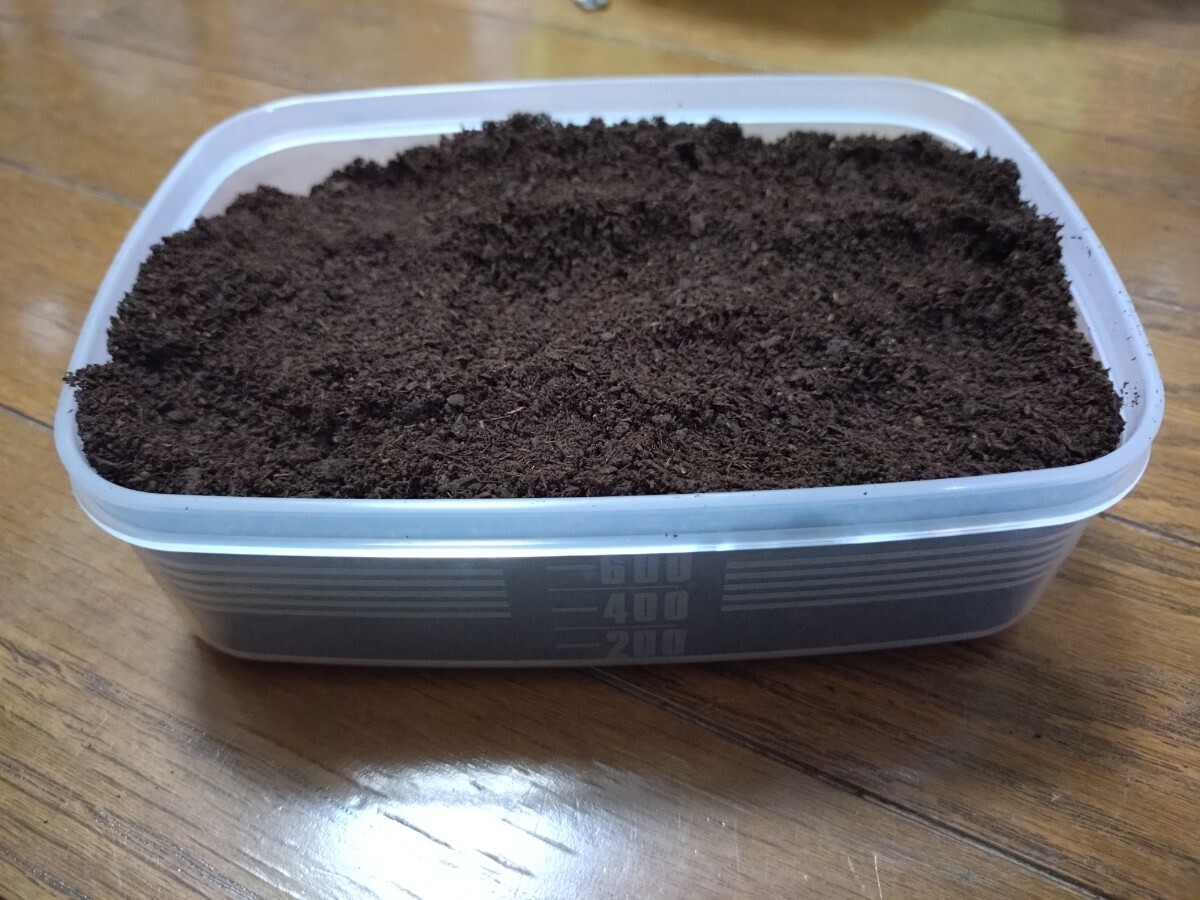 国産カブトムシ 幼虫（初2令）8頭【江田島 レッドボディ・レッドアイ】 その② 江田島産RR (管理No.1)_8