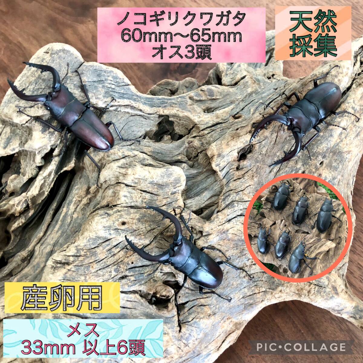 大特価！☆天然採集◇産卵用☆水牛系大型サイズノコギリクワガタ9頭