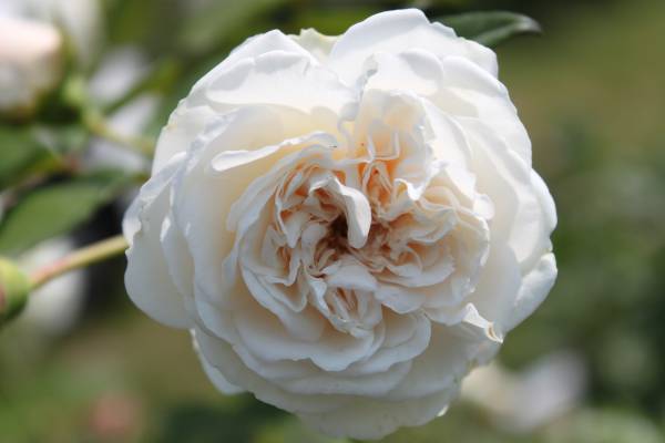 薔薇三昧 つるバラ ソンブレイユの接木長尺苗 バラ 売買されたオークション情報 Yahooの商品情報をアーカイブ公開 オークファン Aucfan Com