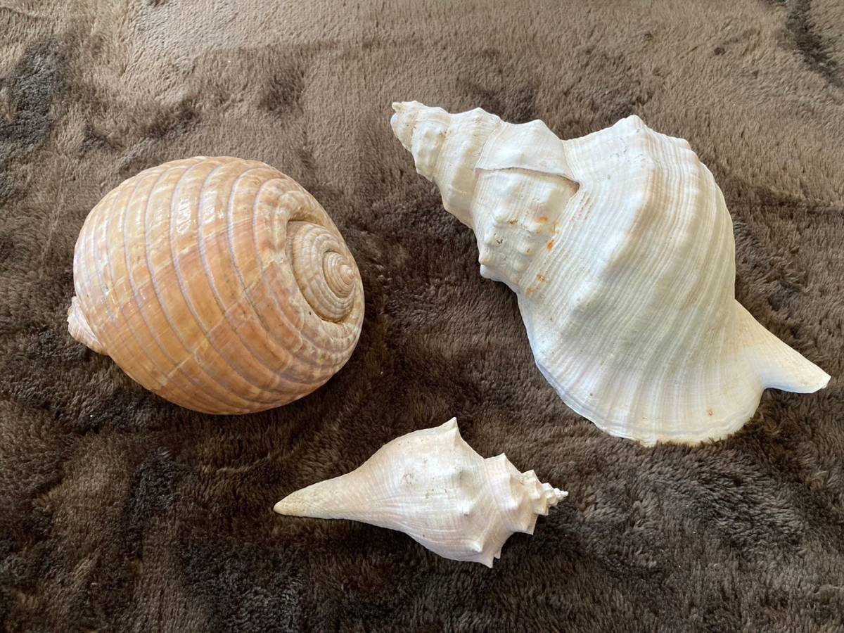 ホラガイ 法螺貝 ほら貝 置物 オブジェ インテリア 貝殻 3個セット