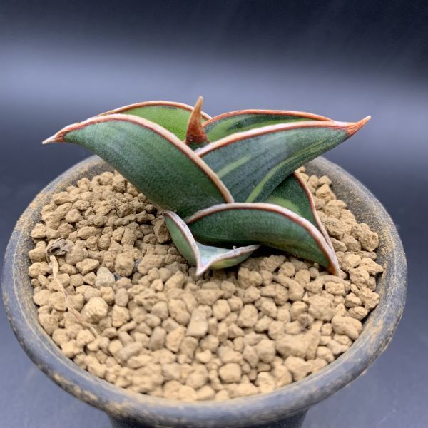 サンスベリア ロリダ 斑入Sansevieria Rorida Ver 園芸ネット本店