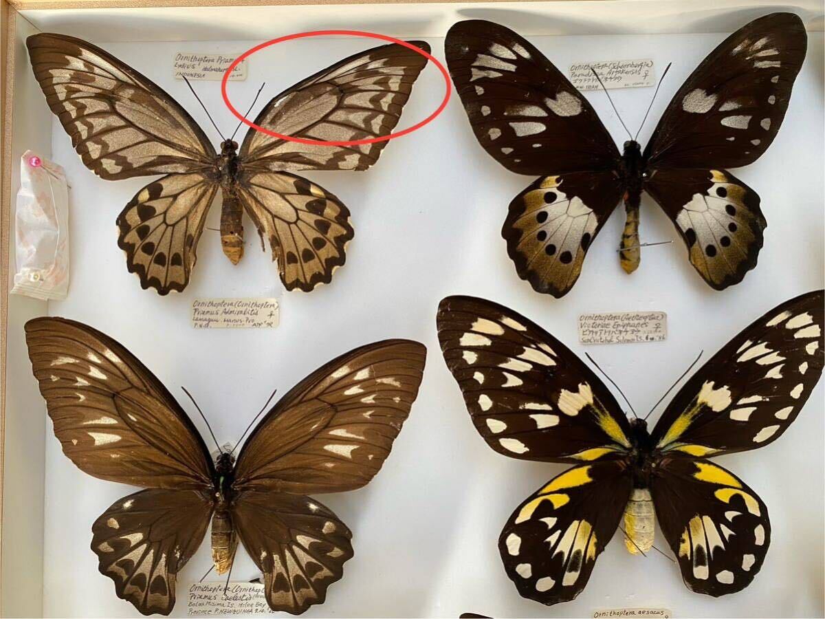 外国産蝶標本 蝶標本 ゴライアストリバネアゲハ ビクトリア
