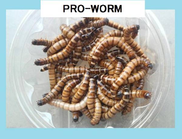 ＭＬ２kg ◆クール便送料込み☆ＭＬジャイアントミルワーム４～５ｃｍ ※商品説明欄必読_1
