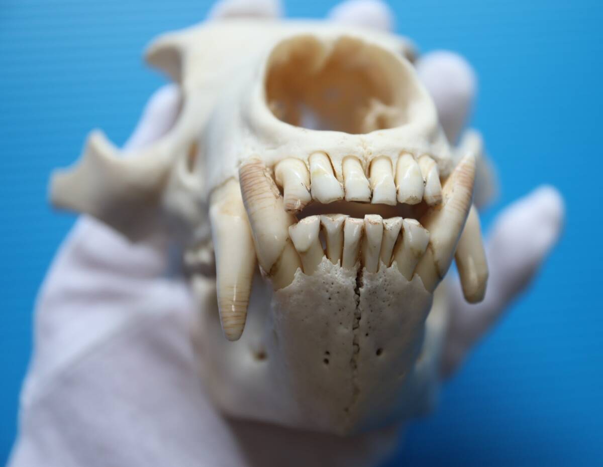 ツキノワグマ 頭蓋骨・頭骨ハーフ 貴重 マタギ捕獲 品番10(科学