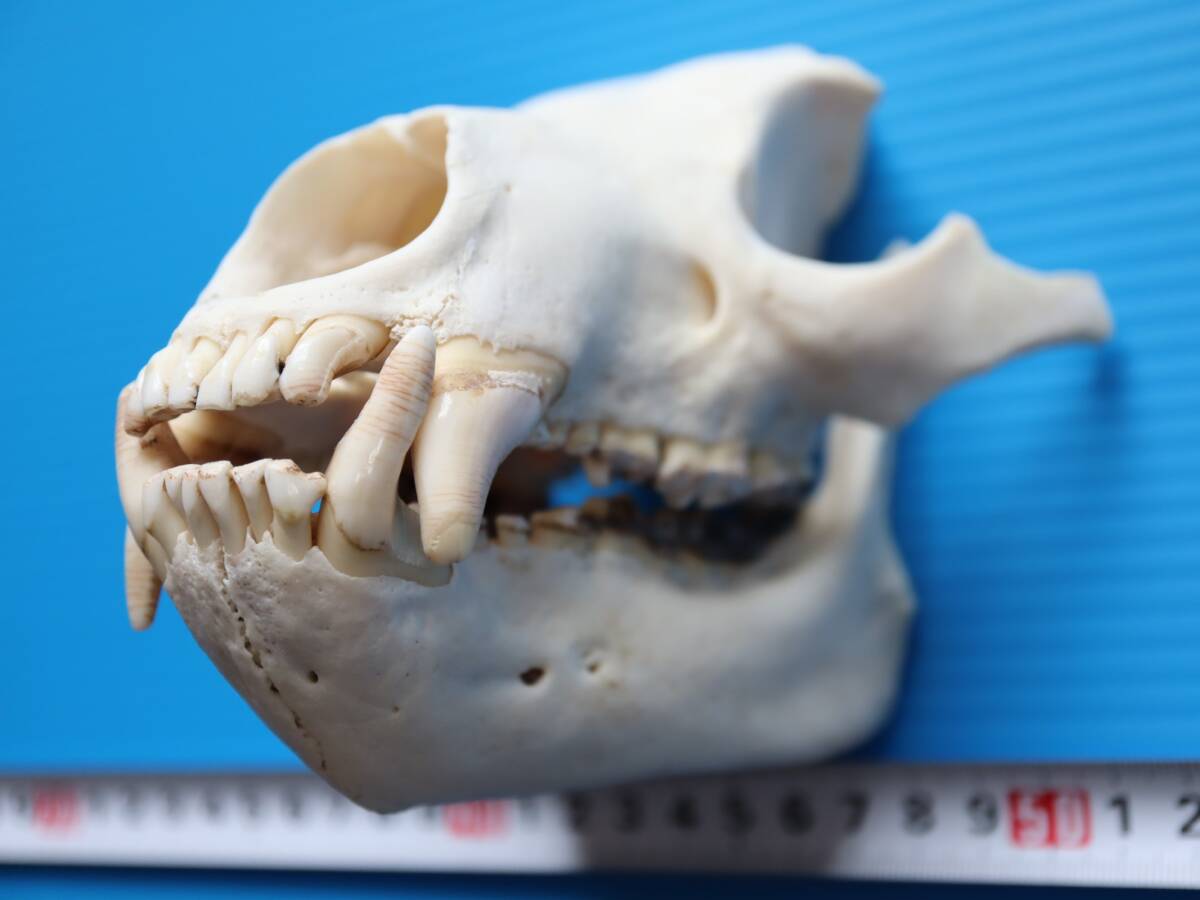 ツキノワグマ 頭蓋骨・頭骨ハーフ 貴重 マタギ捕獲 品番10(科学