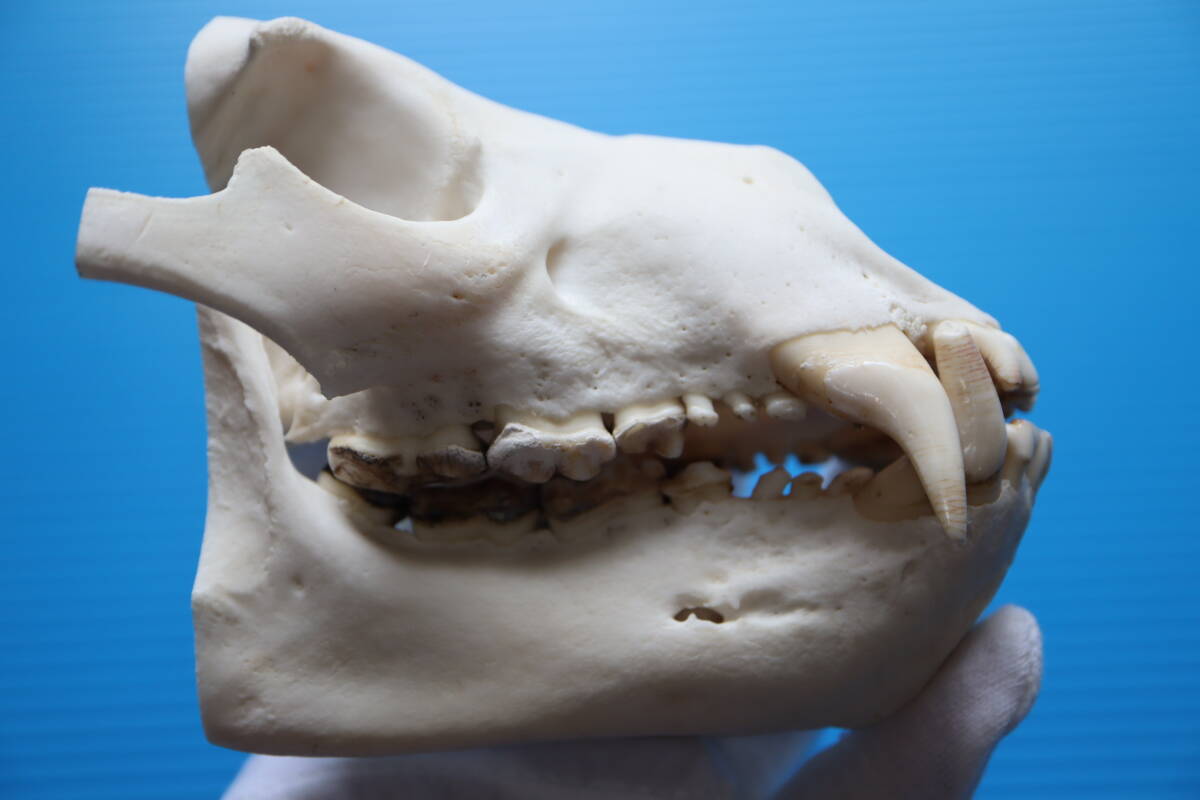 ツキノワグマ 頭蓋骨・頭骨ハーフ 貴重 マタギ捕獲 品番10(科学
