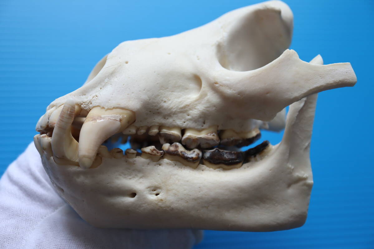 ツキノワグマ 頭蓋骨・頭骨ハーフ 貴重 マタギ捕獲 品番10(科学