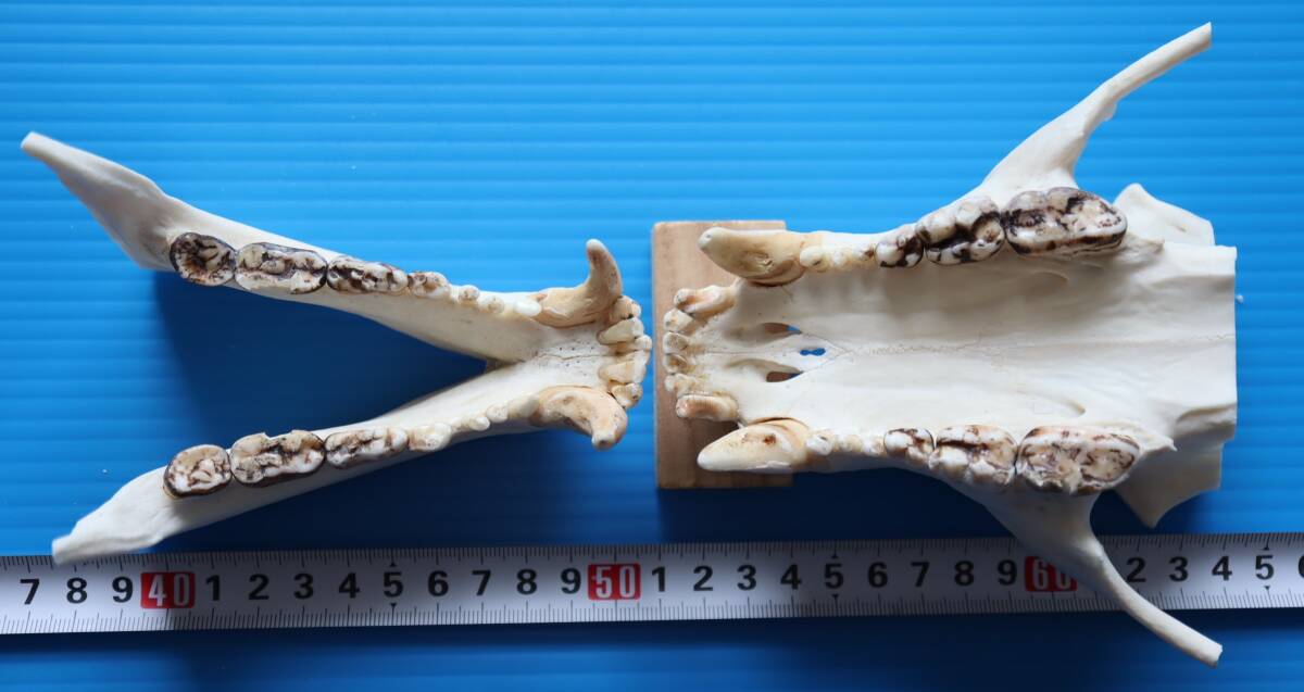 ツキノワグマ 頭蓋骨・頭骨ハーフ 貴重 マタギ捕獲 品番10(科学