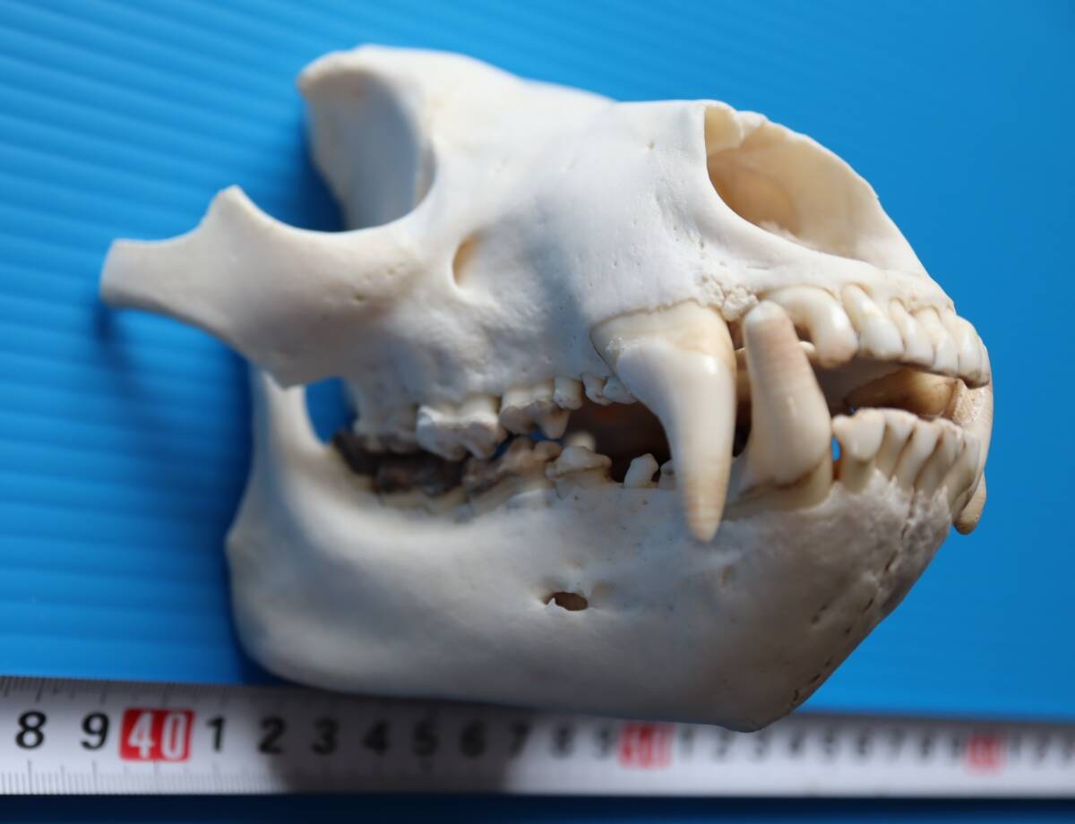 ツキノワグマ 頭蓋骨・頭骨ハーフ 貴重 マタギ捕獲 品番10(科学