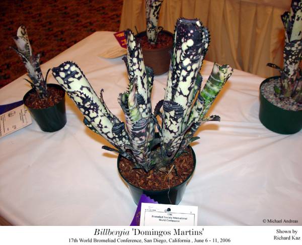 ☆Billbergia 'Domingos Martins'☆ビルベルギア ブロメリア(アナナス