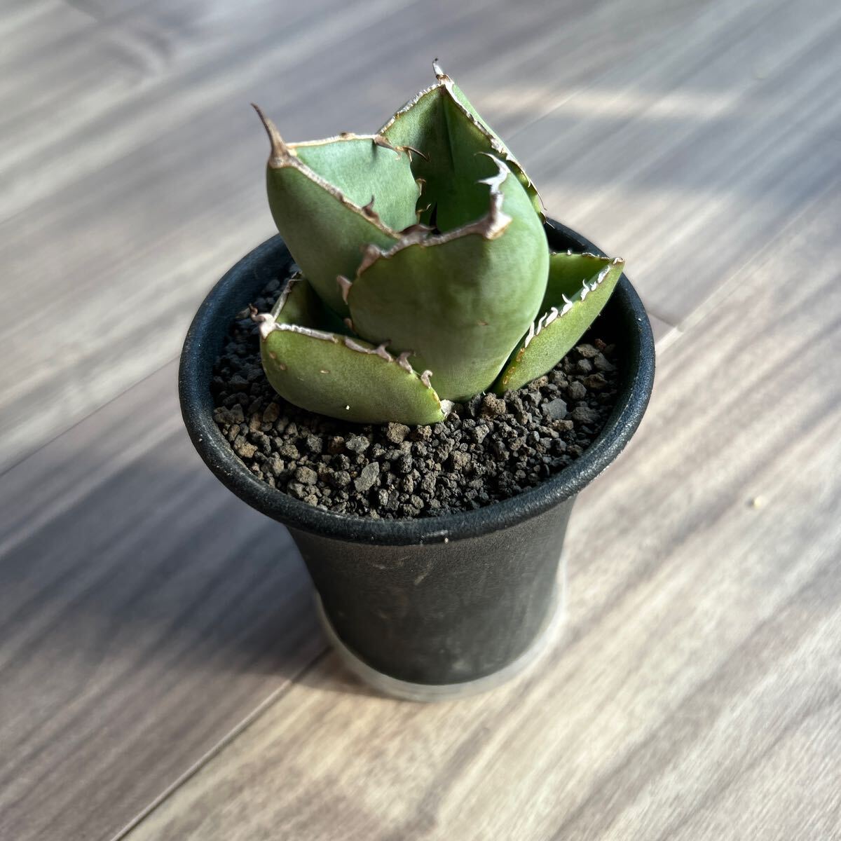 アガベ　ジャガーノート_3