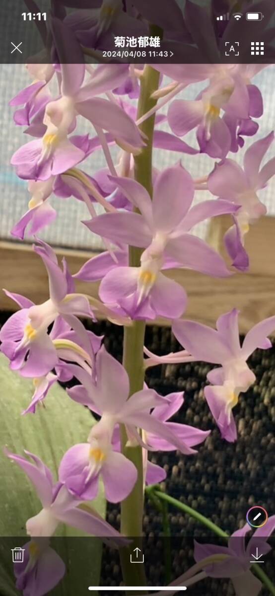 山野草　エビネ　貴婦人(オリエンタルニオイ)_1