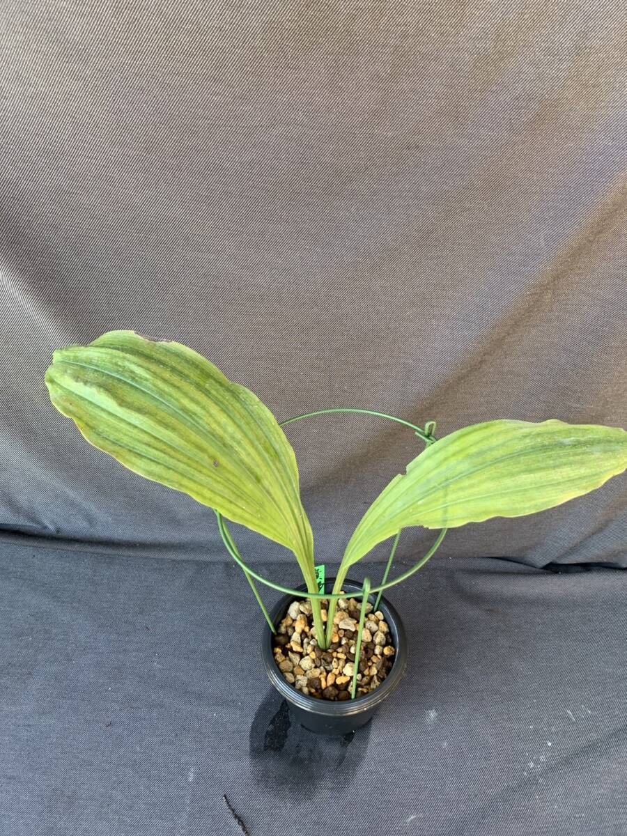 山野草　エビネ　貴婦人(オリエンタルニオイ)_2