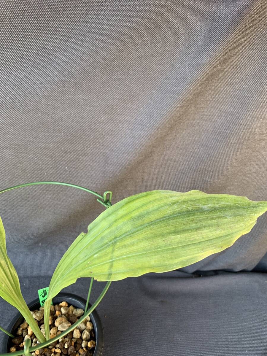 山野草　エビネ　貴婦人(オリエンタルニオイ)_3