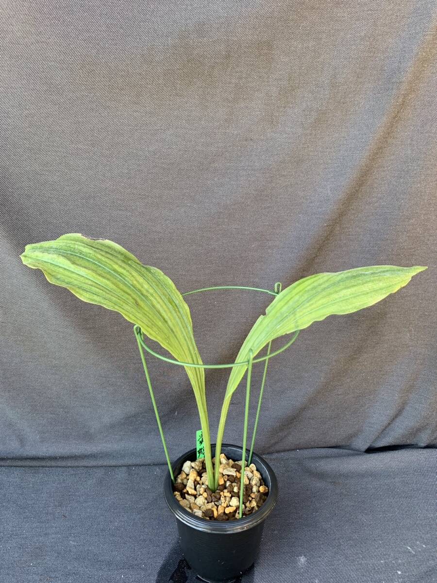 山野草　エビネ　貴婦人(オリエンタルニオイ)_5