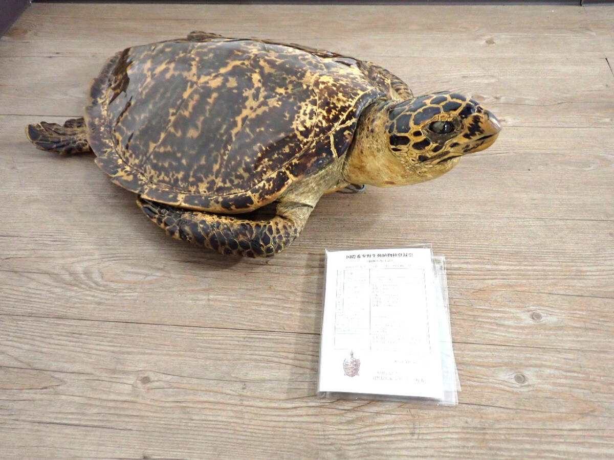 中古 タイマイ 剥製 亀 カメ 41cm 大型 国際希少野生動植物登録票 取得