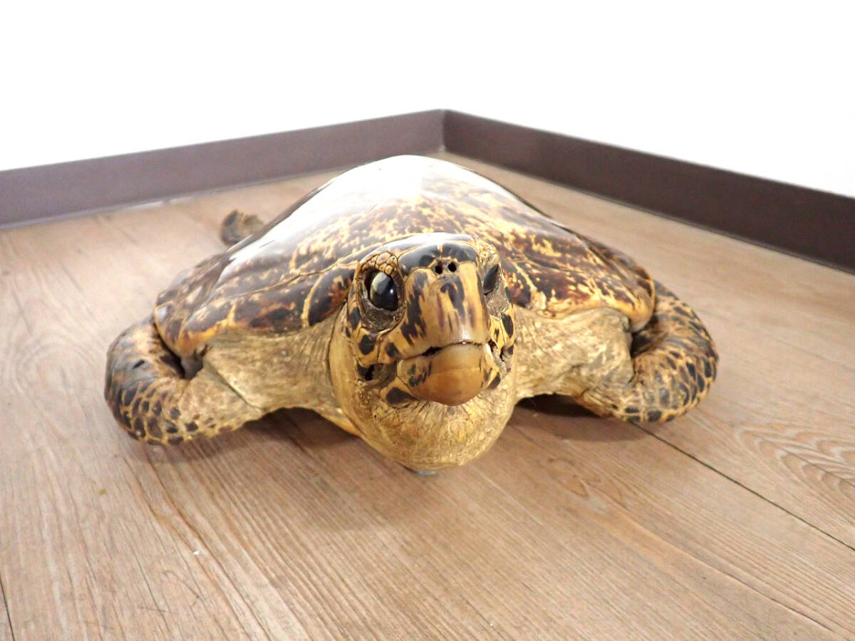 中古 タイマイ 剥製 亀 カメ 41cm 大型 国際希少野生動植物登録票 取得