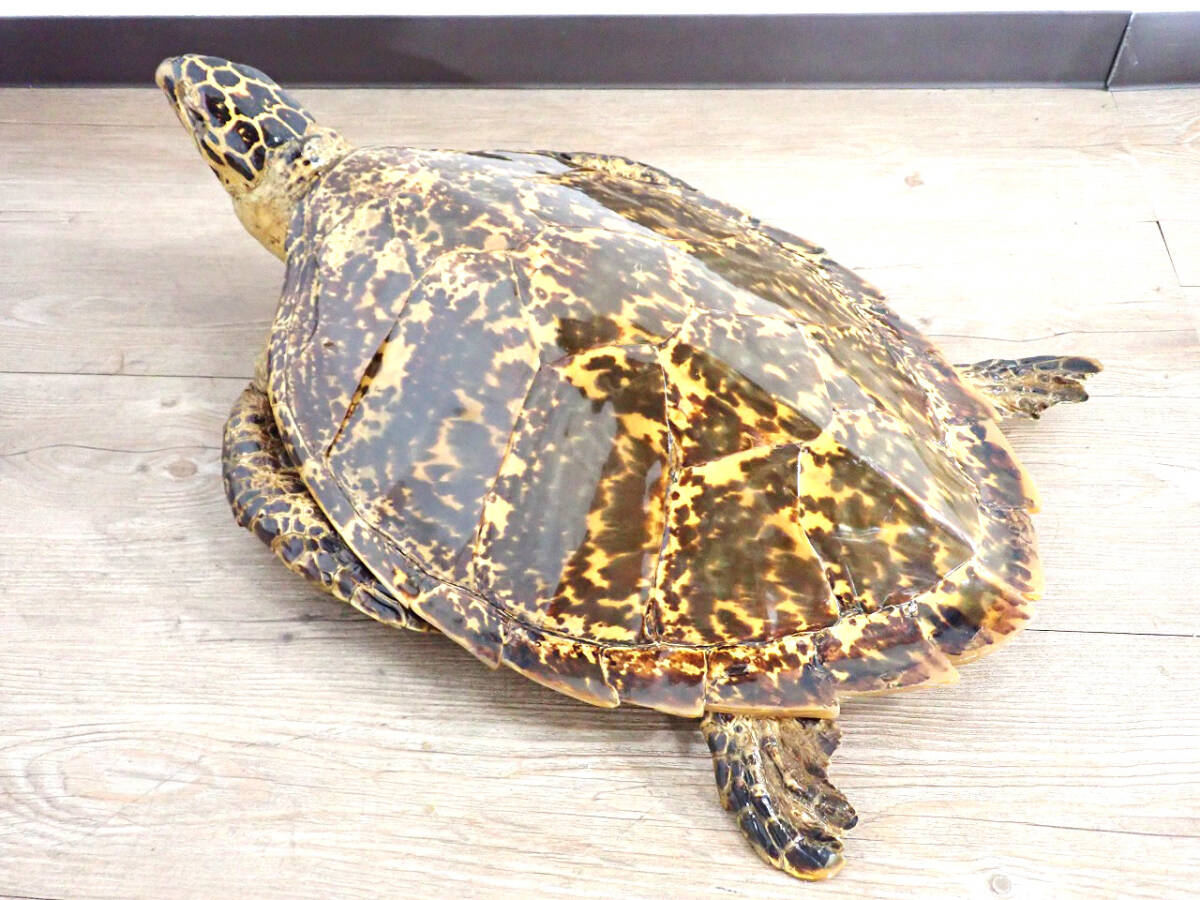 中古 タイマイ 剥製 亀 カメ 41cm 大型 国際希少野生動植物登録票 取得