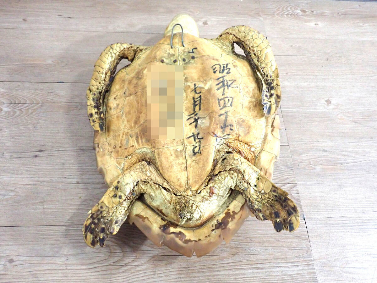 中古 タイマイ 剥製 亀 カメ 41cm 大型 国際希少野生動植物登録票 取得
