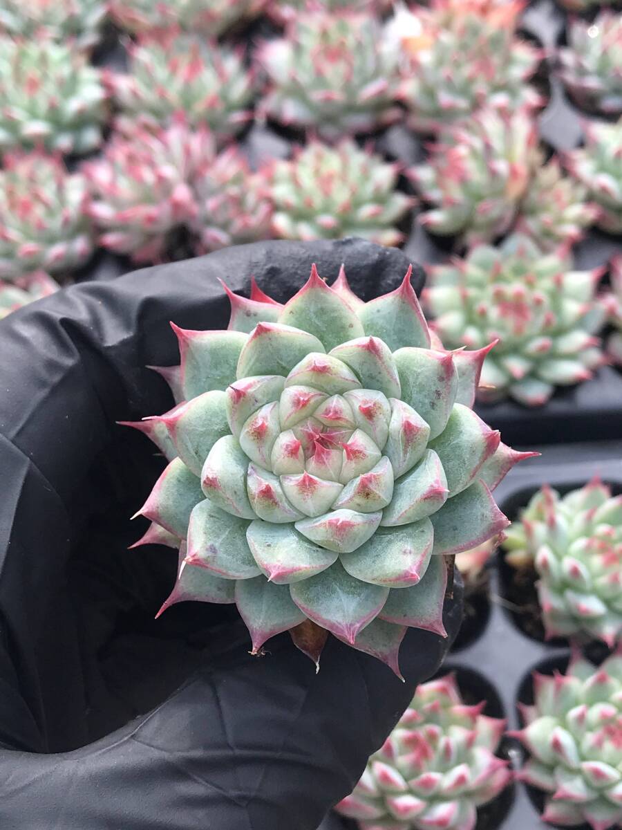 V2-3 夢玉 128苗 多肉植物 土と根付き エケベリア レア種 韓国苗