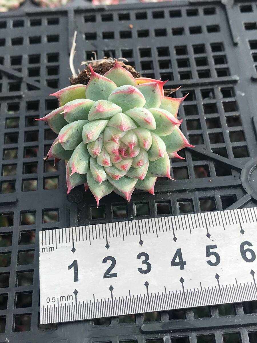 V2-3 夢玉 128苗 多肉植物 土と根付き エケベリア レア種 韓国苗