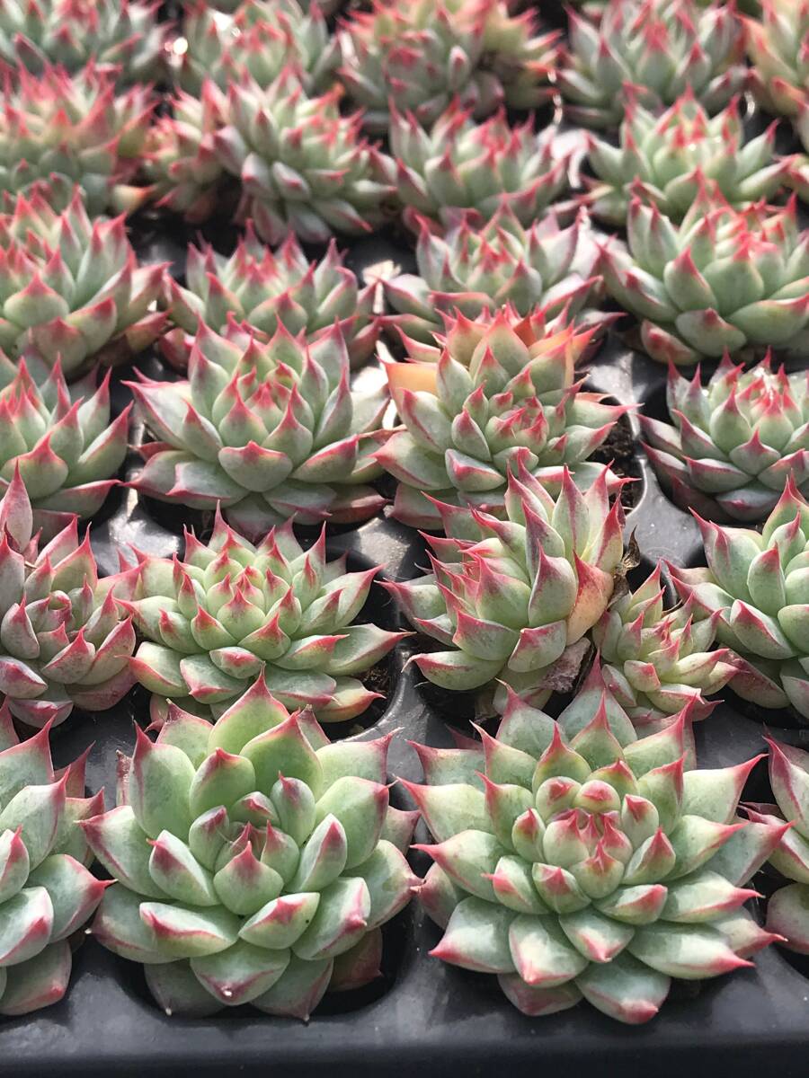 V2-3 夢玉 128苗 多肉植物 土と根付き エケベリア レア種 韓国苗
