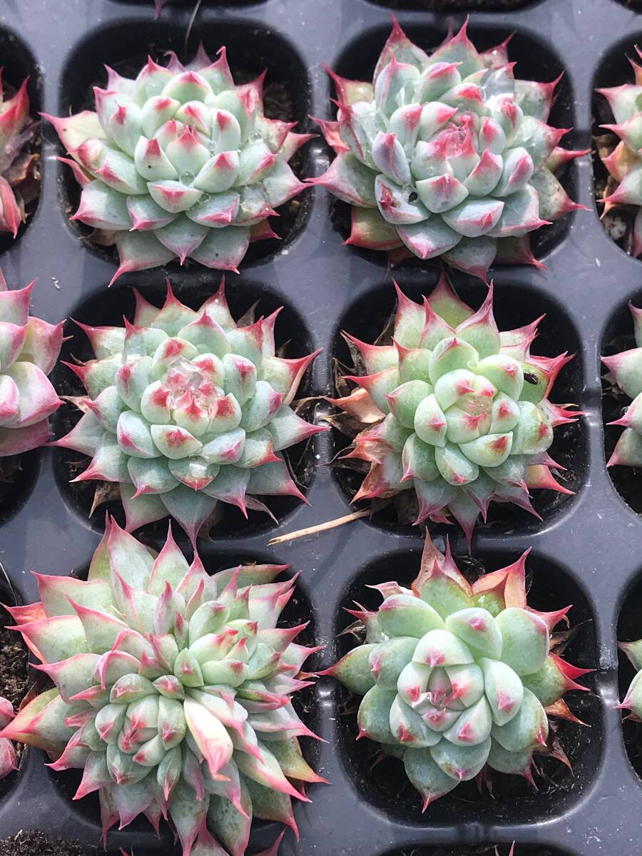 V2-3 夢玉 128苗 多肉植物 土と根付き エケベリア レア種 韓国苗