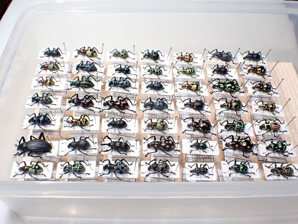 バラ売り可能　カタゾウムシセット　昆虫　標本　虫 展足済みカタゾウ49頭詰め合わせセット 昆虫標本 ゾウムシ (虫類