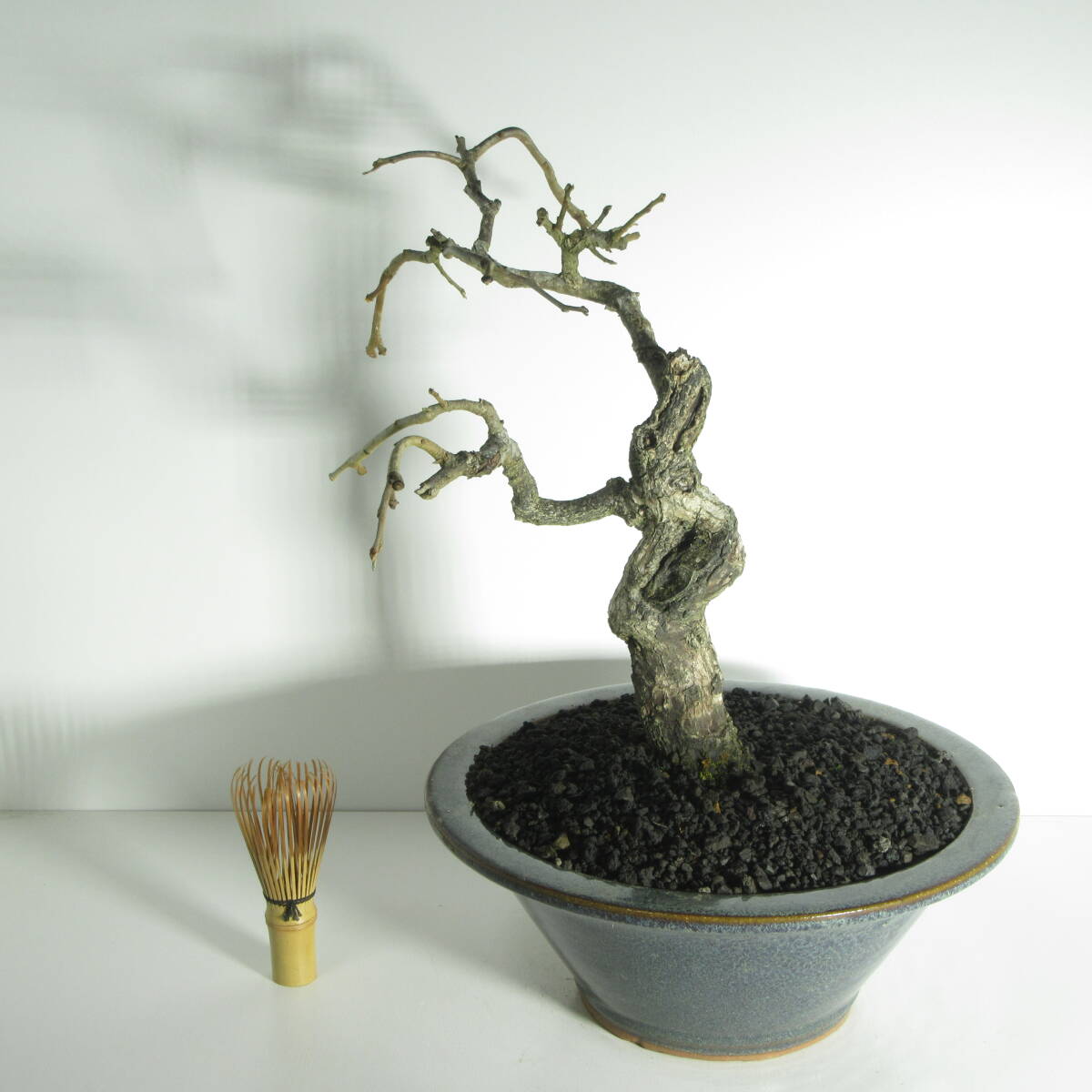 厳選品『 山柿（ カキ・柿 ）』A1/・幹幅最大4.8㎝/実付きが良い
