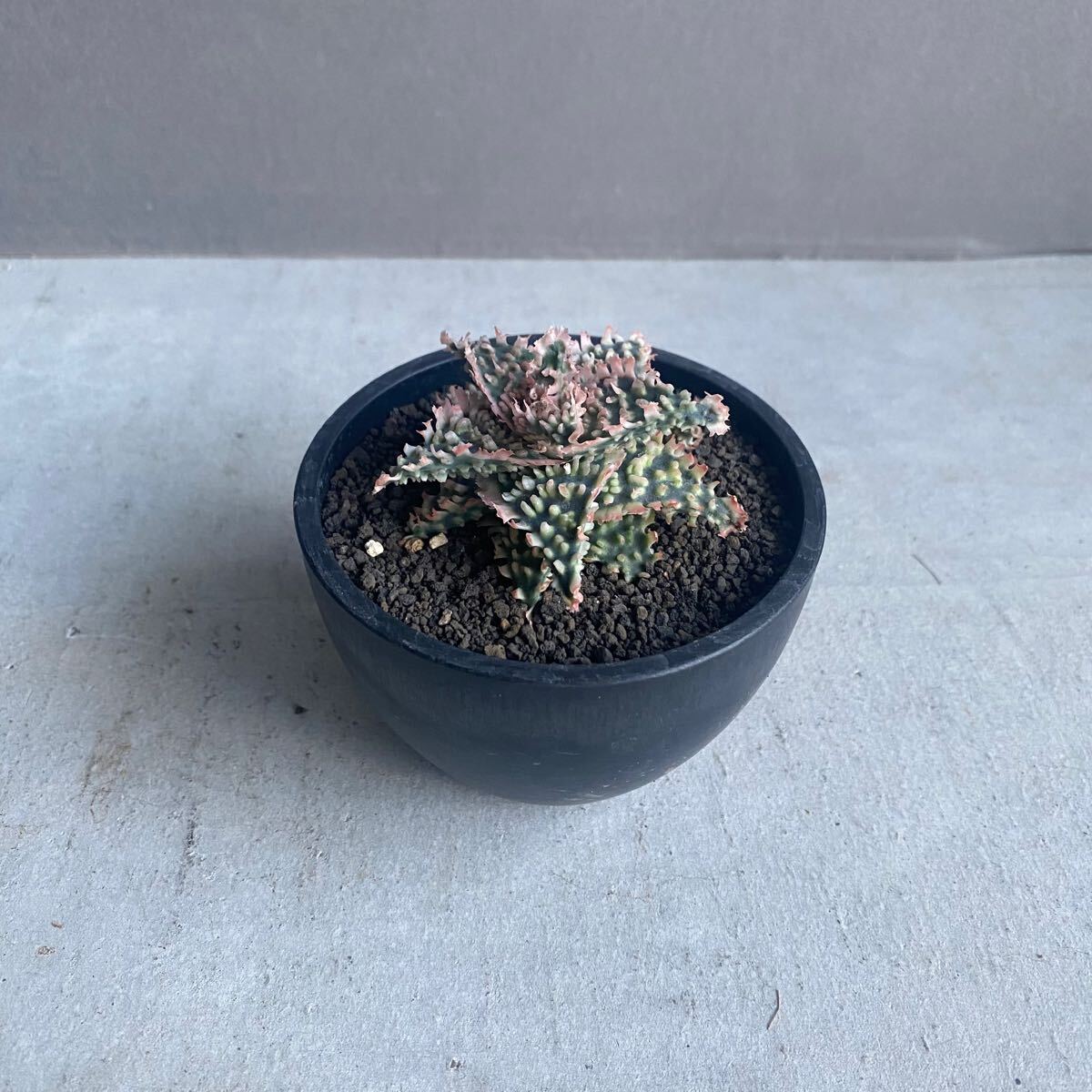 アロエ hybrid ハイブリッド Aloe 第四種 F00385_Aloe Hybrid：アロエ 