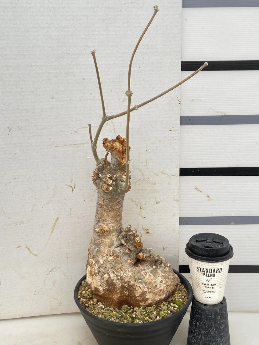 大得価，人気セール 5573 塊根植物 フォッケア ムルチフローラ 植え 多肉植物 Fockea multiflora 発根(観葉植物)｜売買されたオークション情報、yahooの商品情報をアーカイブ公開 - オークファン その他