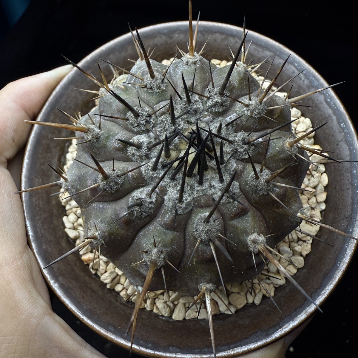 366B コピアポア 黒王丸 Copiapoa cinerea 強刺 エリオシケ 多肉植物