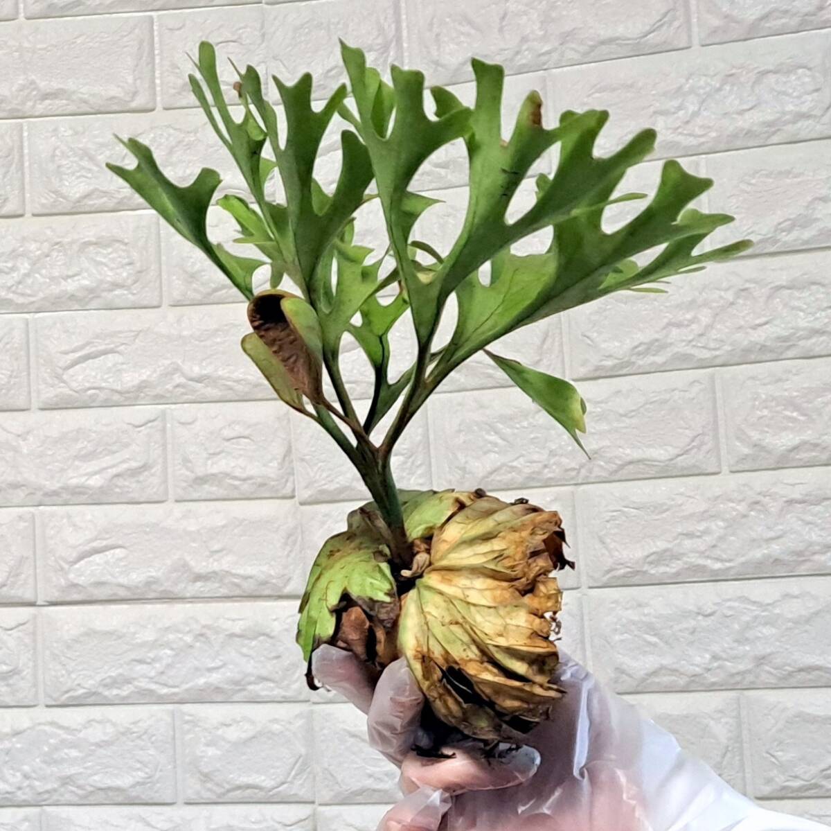 ☆12/22輸入☆43 ビカクシダ 植物☆Platycerium ridleyi (プラティケリウム リドレイ)Center Borneo Wild/麋角羊歯