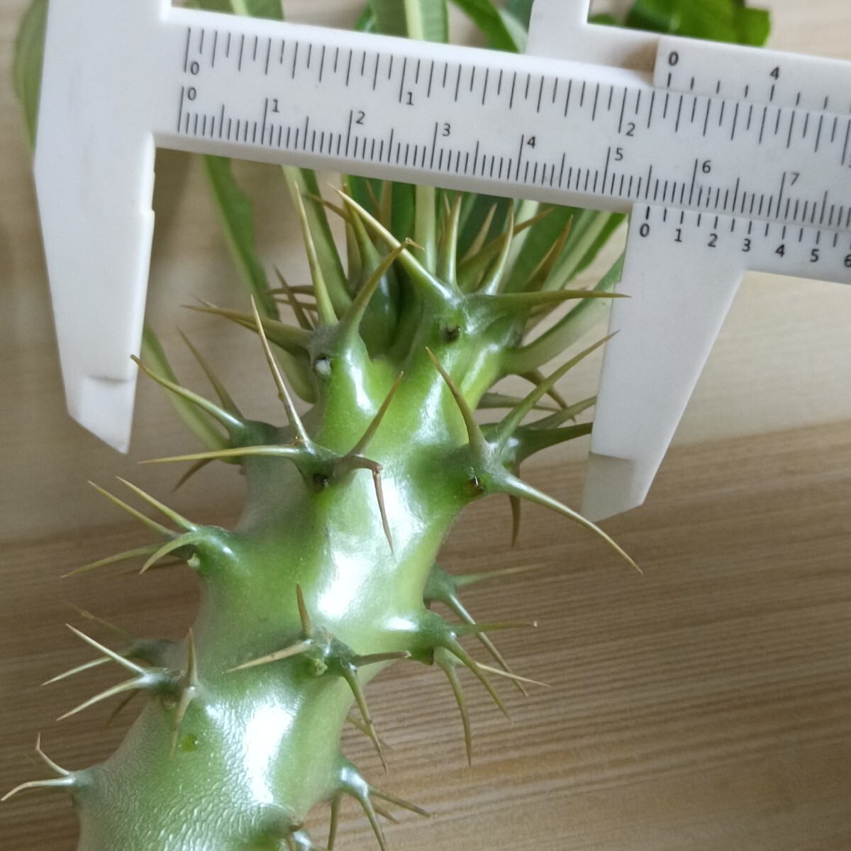 F580 Pachypodium ambongense パキポディウム・アンボンゲンセ 実生株