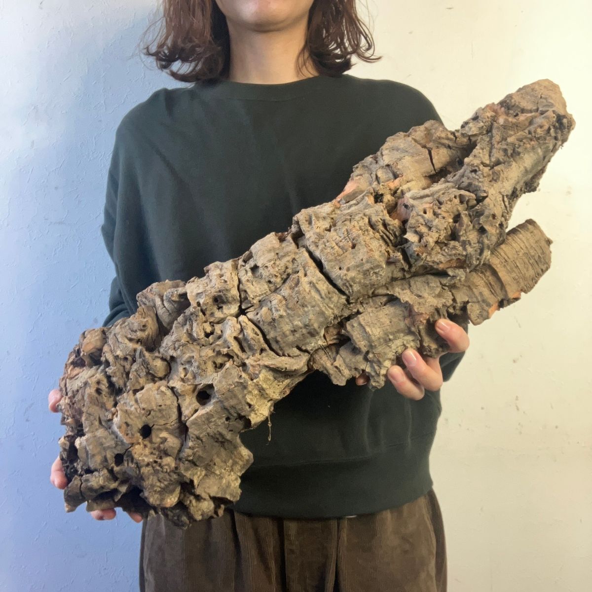 【K4929】在庫残りわずか！！超特大サイズ！最高品質！ コルク樹皮 エアプランツ コウモリラン ビカクシダ 洋蘭 爬虫類 コルク
