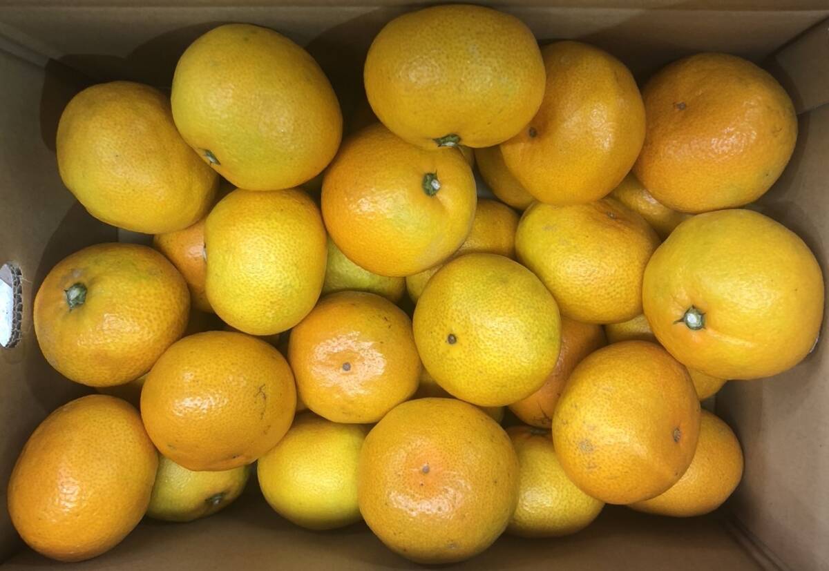 10ｋｇ（5ｋｇＸ2箱）⇒　えひめ みかん　（2L～3Lサイズ）1円スタート_1