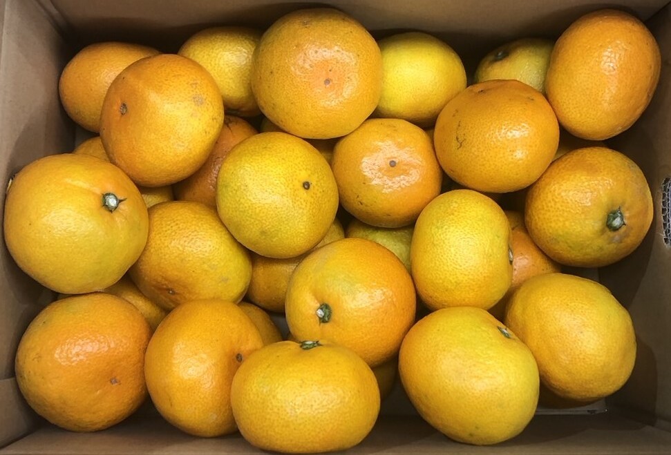 10ｋｇ（5ｋｇＸ2箱）⇒　えひめ みかん　（2L～3Lサイズ）1円スタート_2