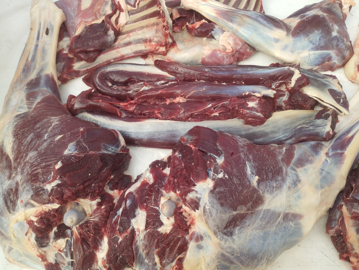 鹿肉、オス鹿サンノマタ1頭分、本州鹿17kg、ペットにどうぞ 【公式通販】