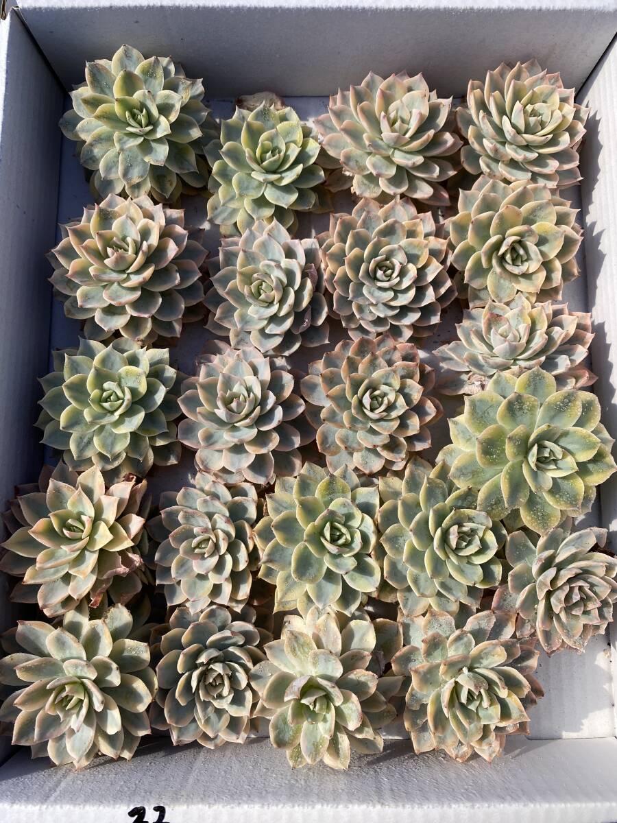 Y513-1 金襴 錦 22苗セット 抜き苗 多肉植物 エケベリア サボテン 観葉