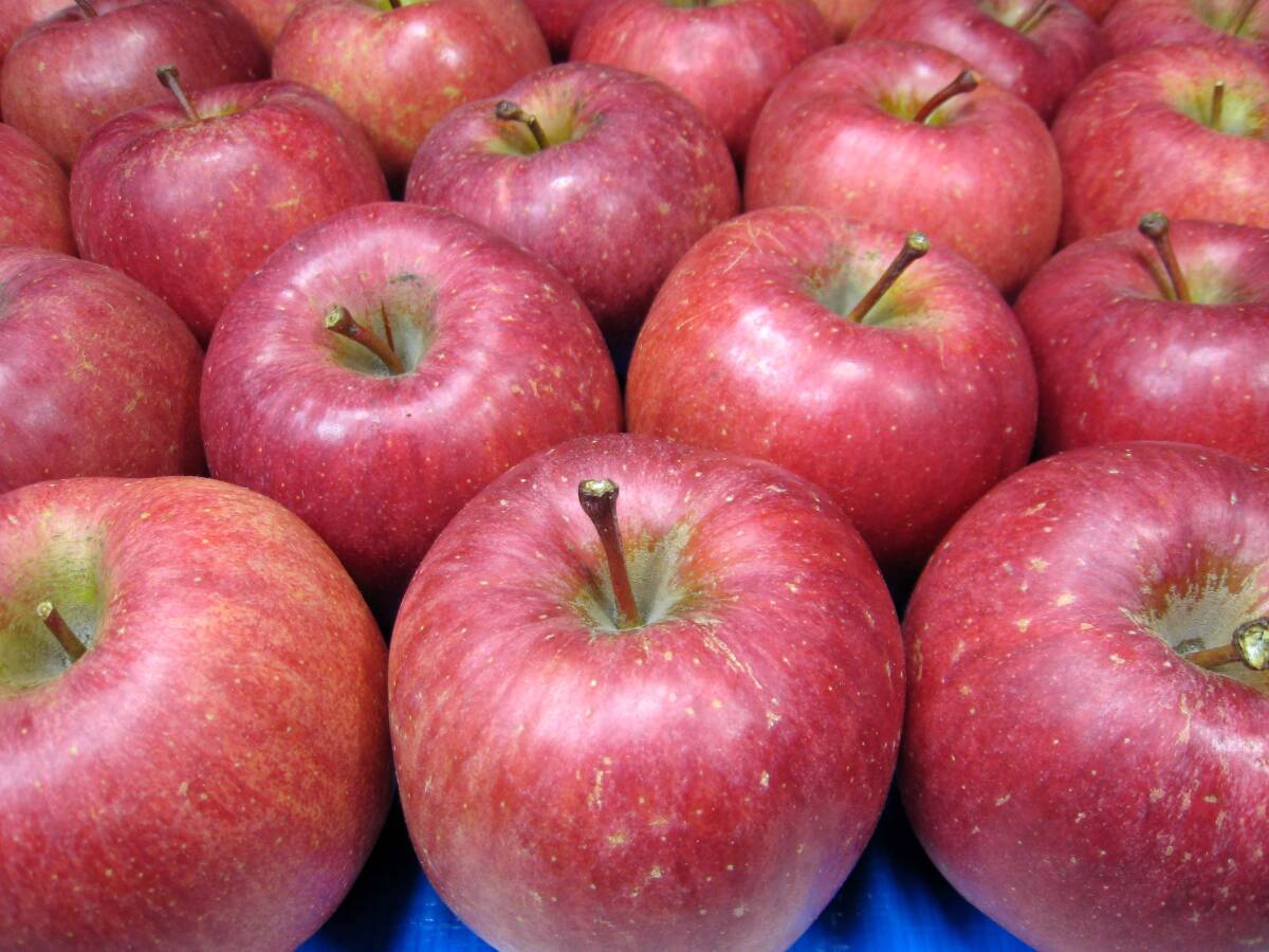 ■本場弘前りんご■美丘・こうこう■1段詰め■超特大玉10玉5.5kg■限定１箱■家庭食用■生産者直送■_2