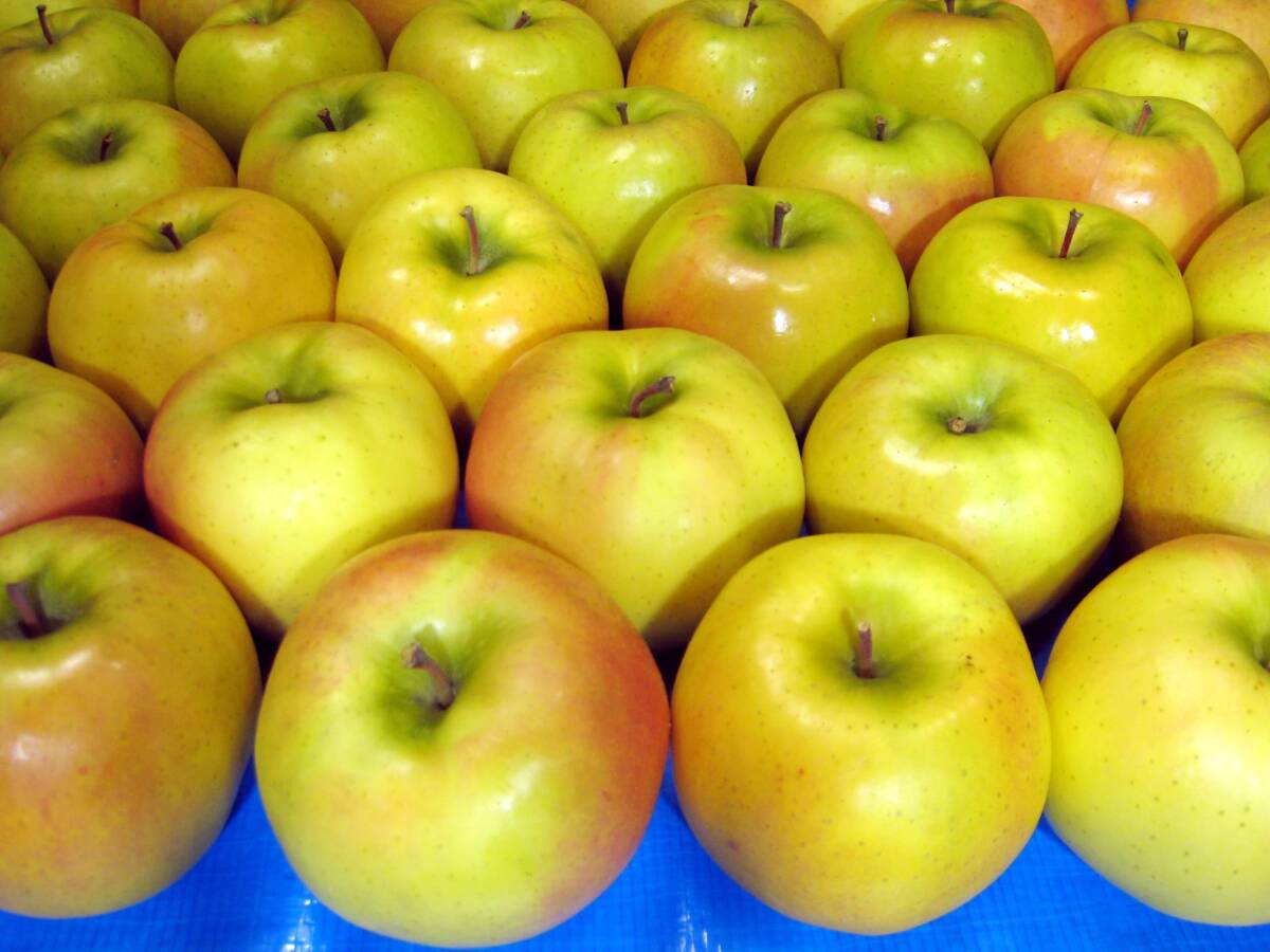 ■本場弘前りんご■美丘・こうこう■1段詰め■超特大玉10玉5.5kg■限定１箱■家庭食用■生産者直送■_3